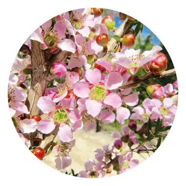 Peach-flowered Tea-tree - Australia