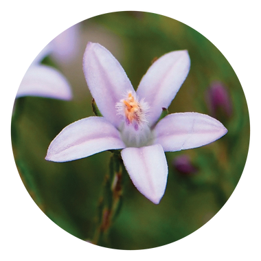Philotheca - Australia