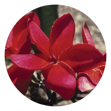 Red Suva Frangipani - Australia