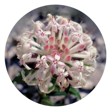 Slender Rice Flower - Australia