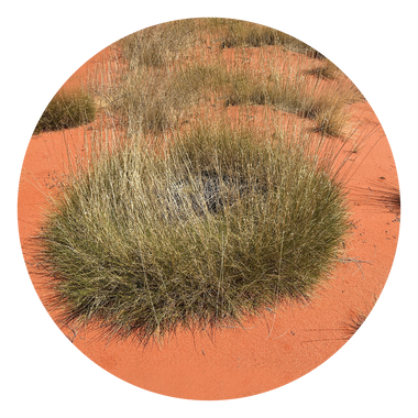 Spinifex - Australia