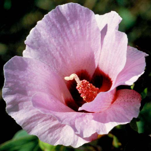 Sturt Desert Rose
