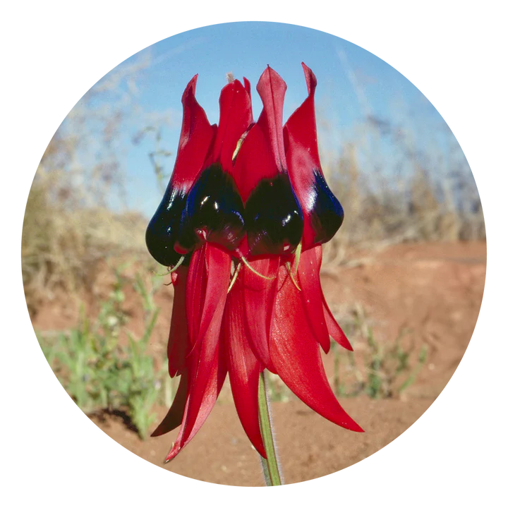 Sturt Desert Pea