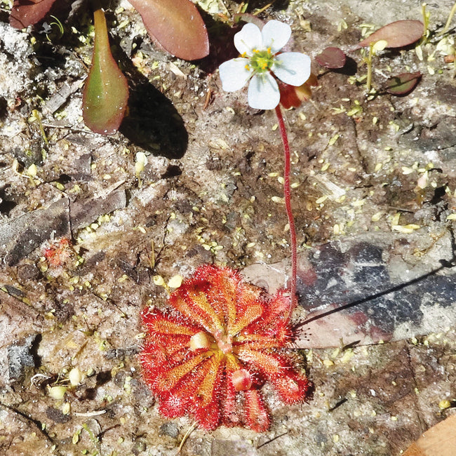 Sundew