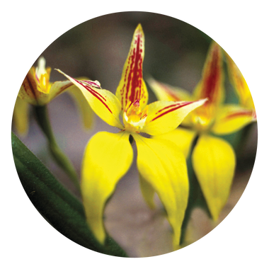 Yellow Cowslip Orchid - Australia