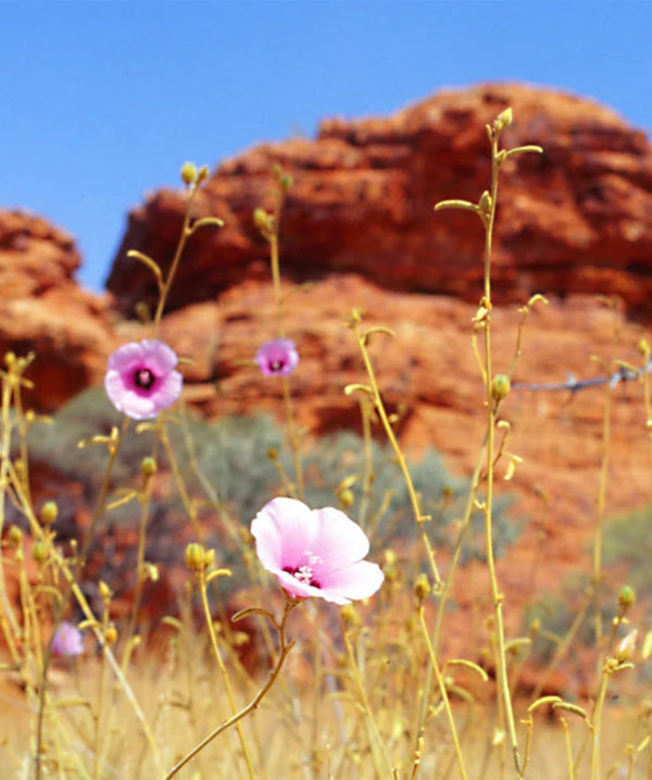 Turkey Bush - Australia