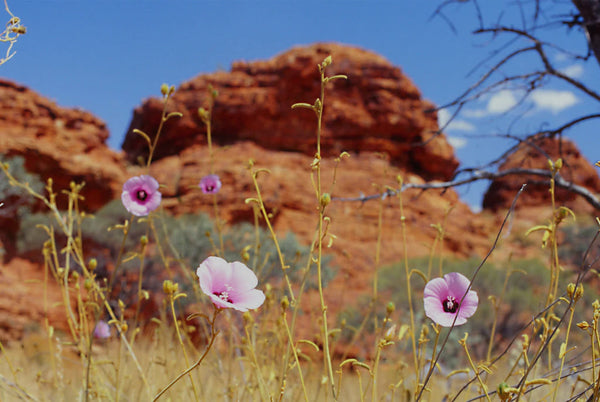 Turkey Bush - Australia