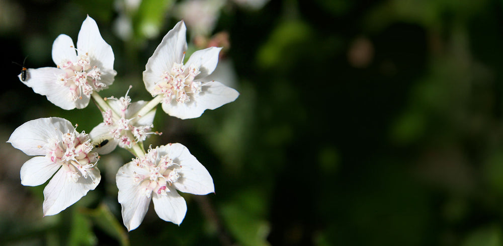 Ian's April Newsletter 2026