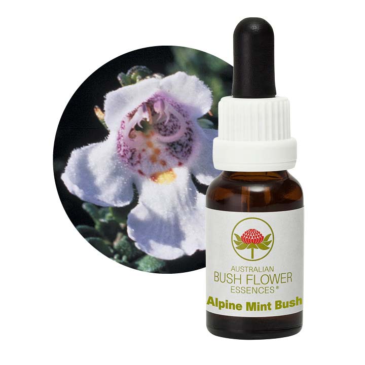 Alpine Mint Bush Single Essence Aus Flowers UK