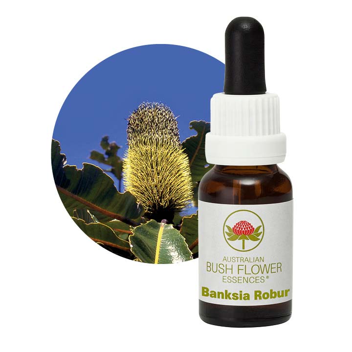 Banksia Robur Single Essence Aus Flower Essences UK