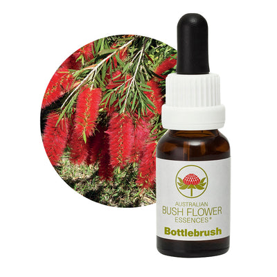 Bottlebrush Single Essence Aus Flowers UK