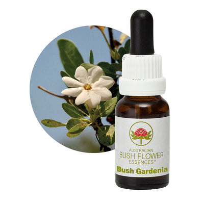 Bush Gardenia Essence Flower UK