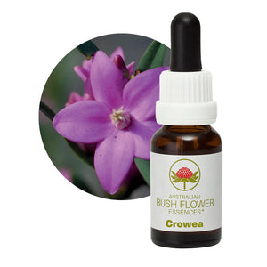 Crowea Single Essence US Bush Flowers UK