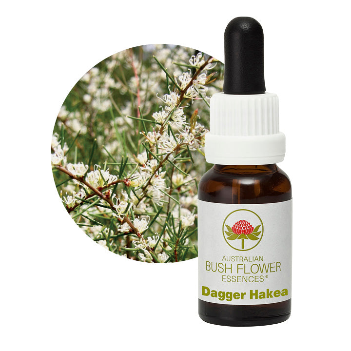 Dagger Hakea Single Essence Aus Bush Flowers UK