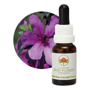 Dog Rose of the Wild Forces Single Essences UK