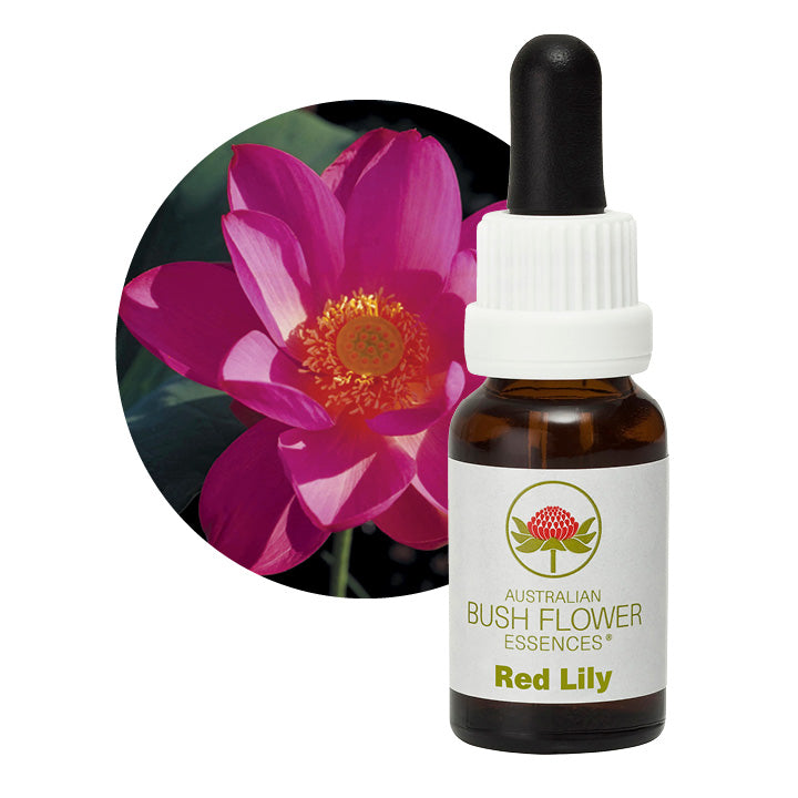 Red Lily Flower Essence from Aus Bush Flowers UK