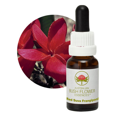 Red Suva Grangipani Essence Flower UK