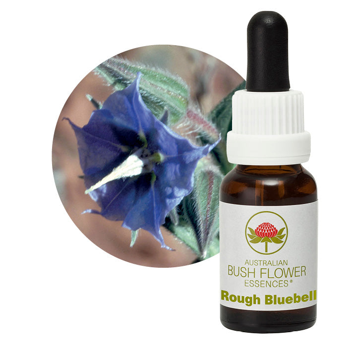 Rough Bluebell Flower Essences UK