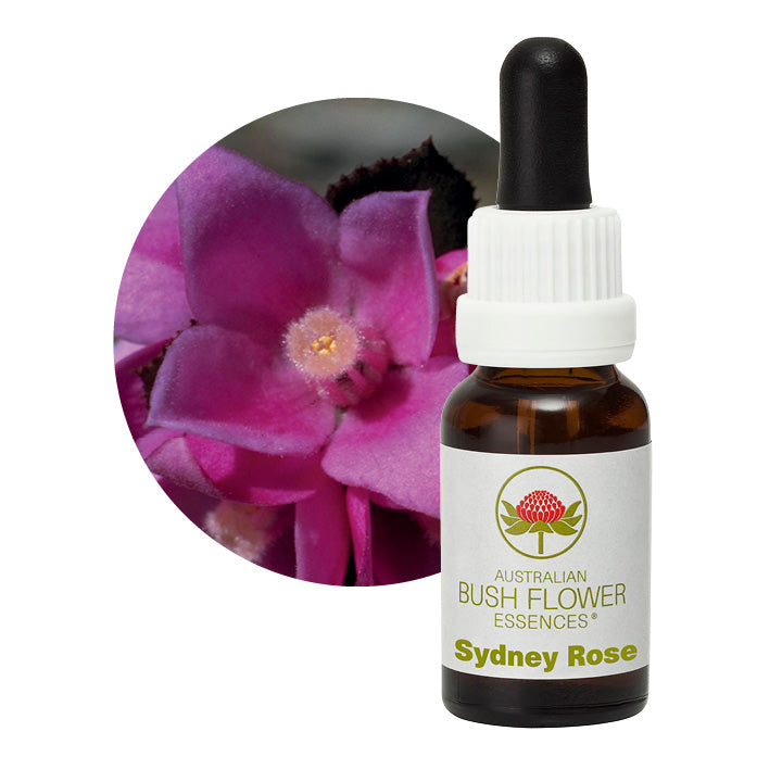 Sydney Rose Aus Flower Essences UK